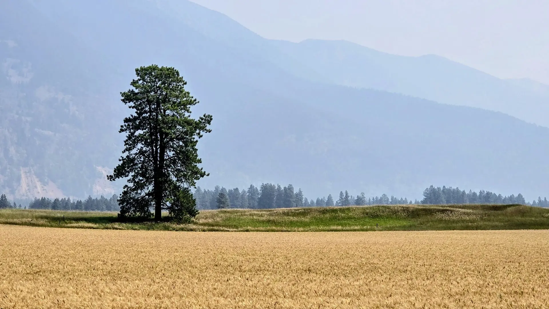 strategy as root system for small business growth